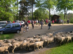 les amis de St Jacques